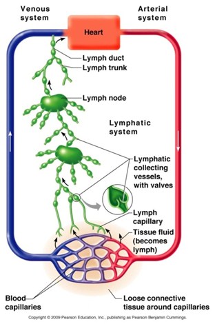 iSpring_Lymphatic